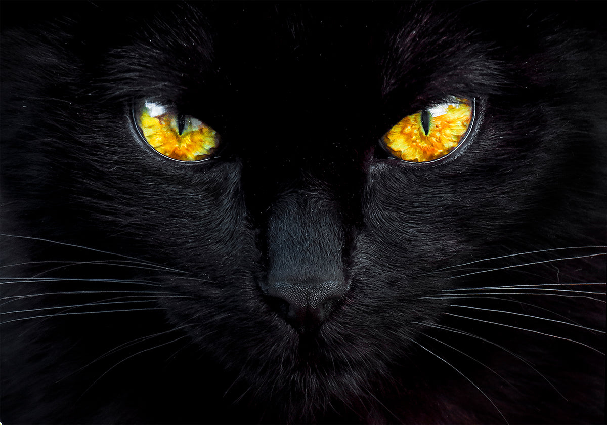 De hypnotiseur van de nacht