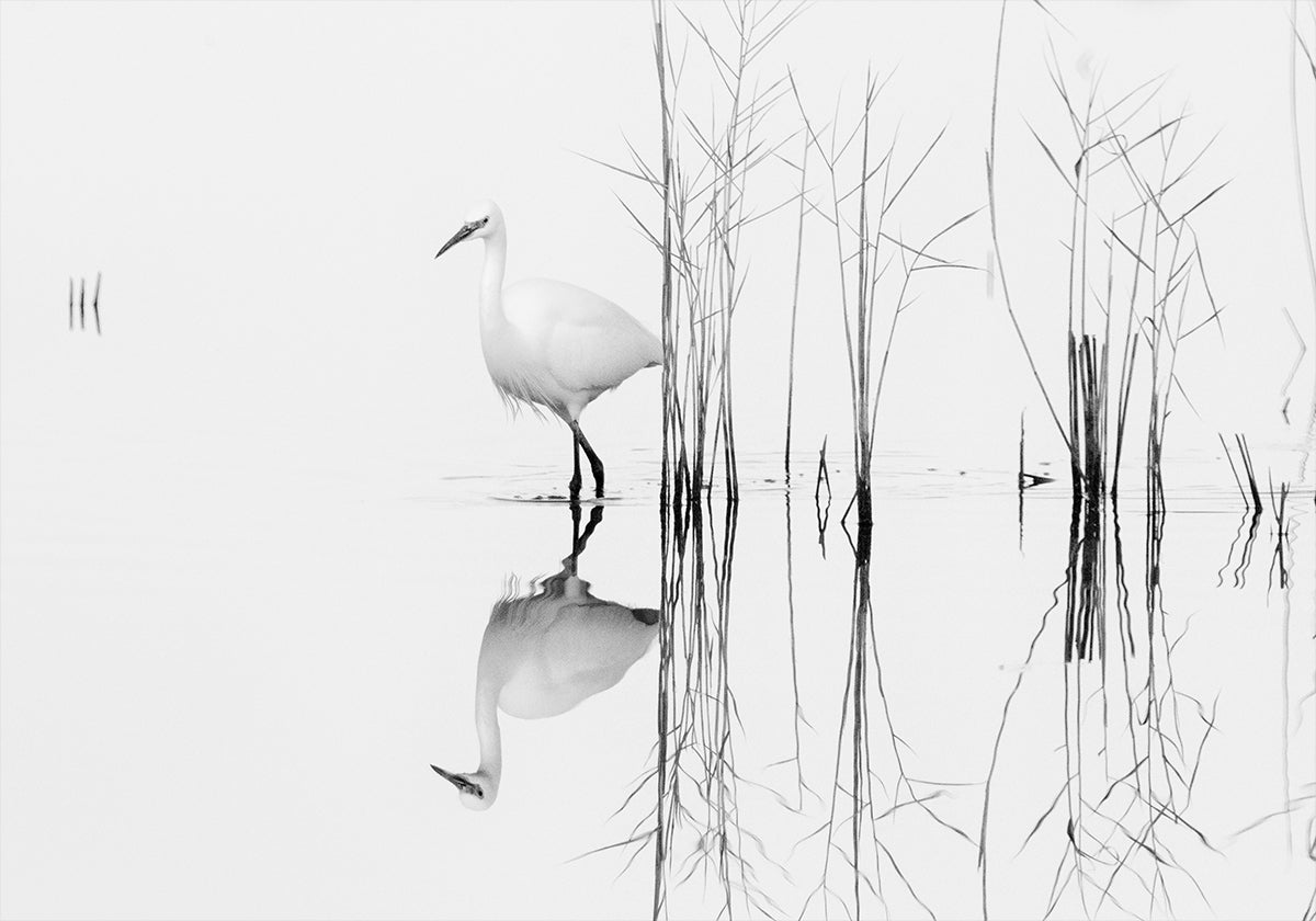 witte affiche