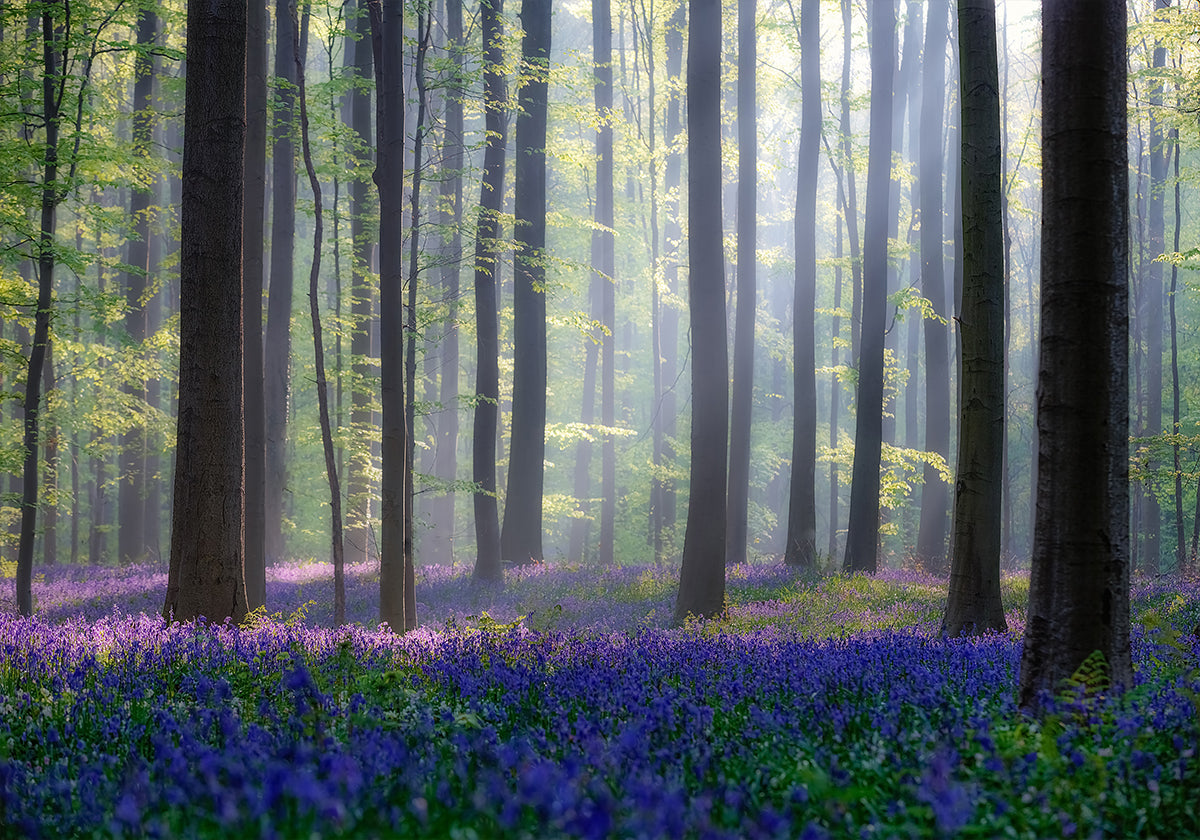 De affiche van Bluebell