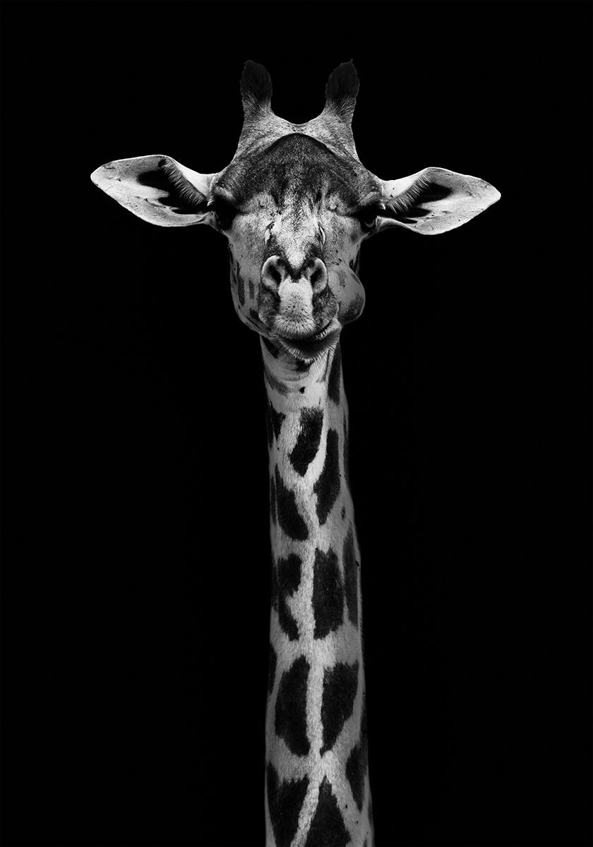 Girafportretposter