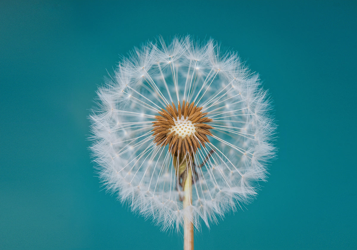 Paardebloemen