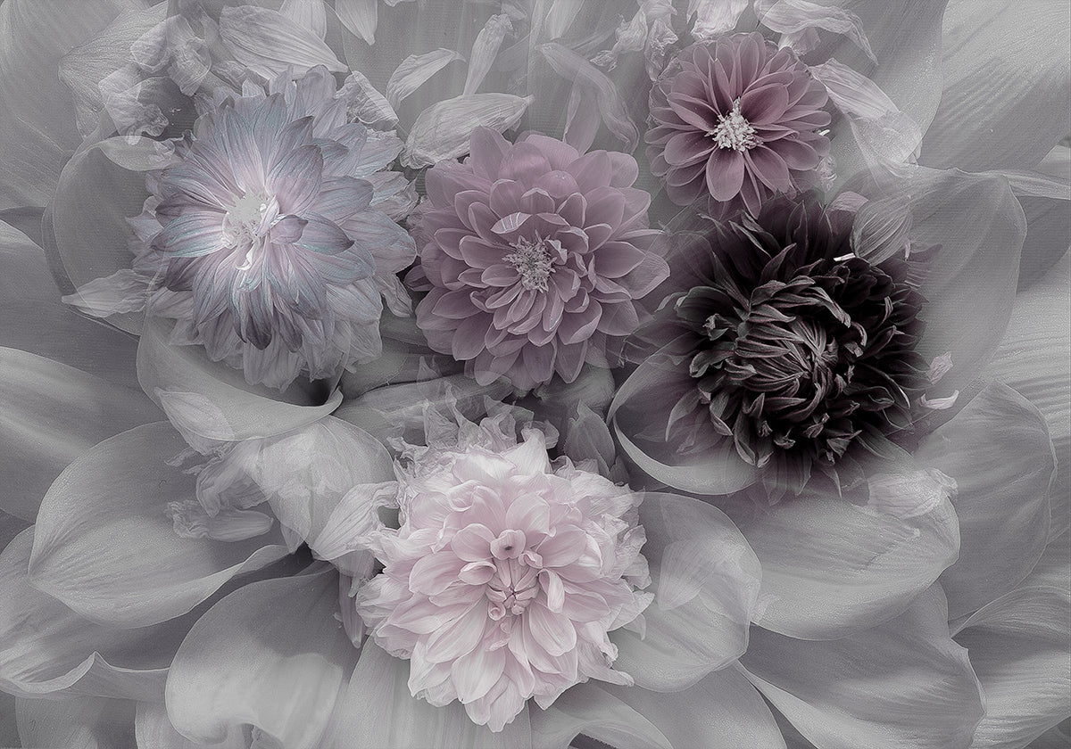 Dahlia-droom