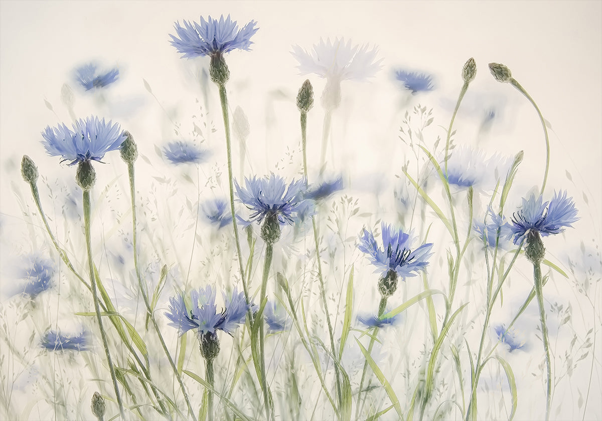 Korenbloemen-poster