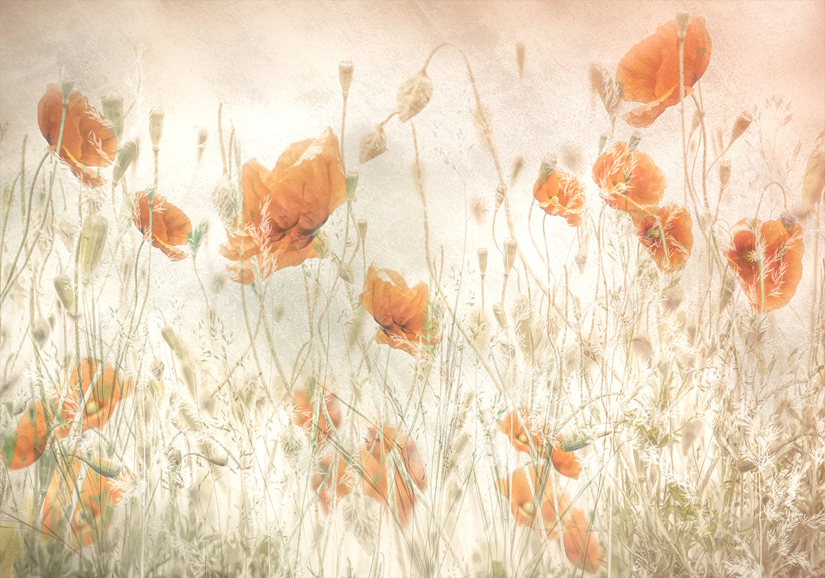 Papavers in het veld