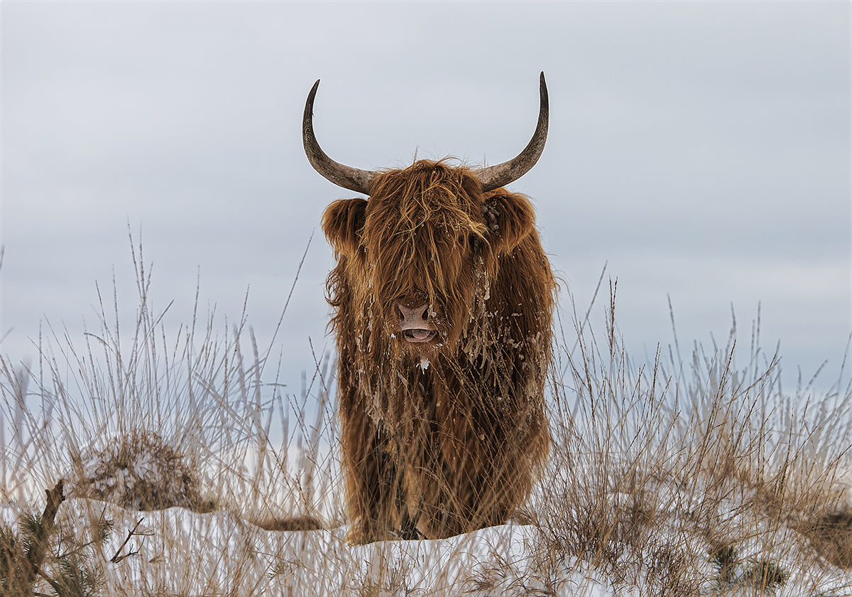 Hooglander in sneeuwposter