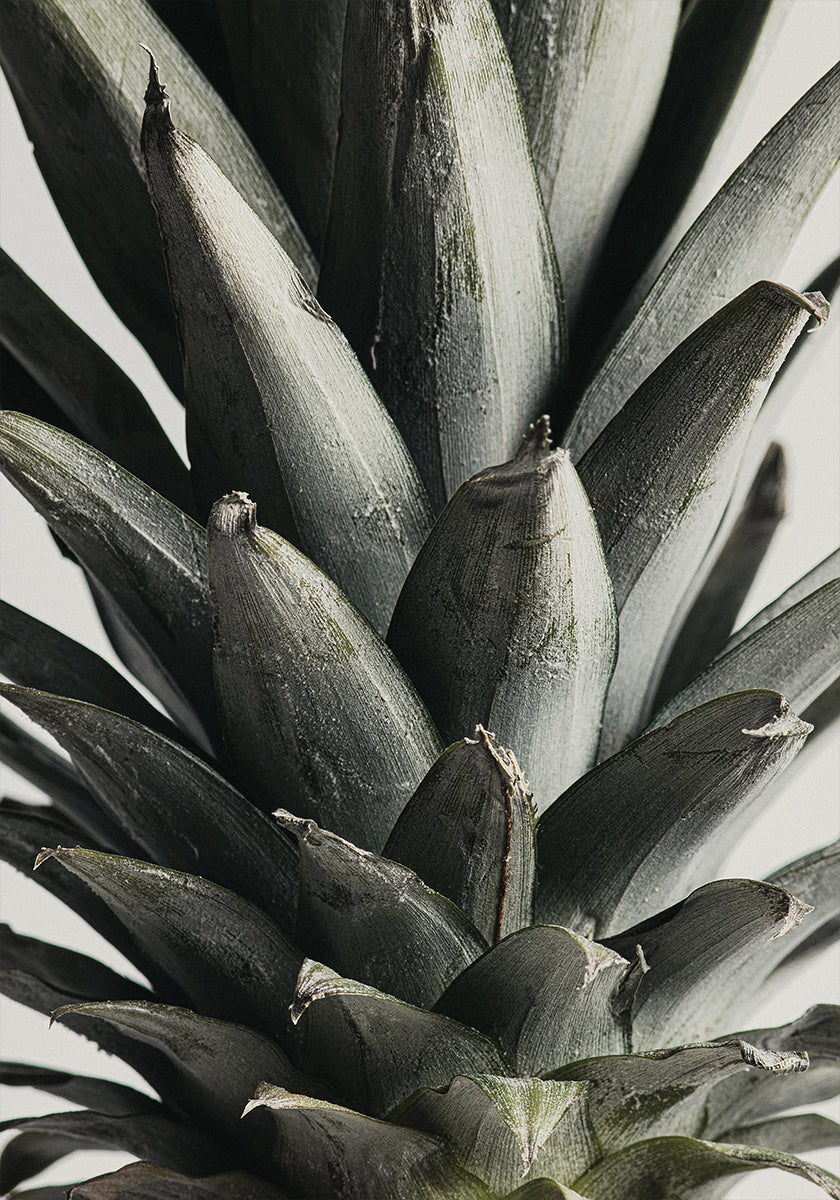 Ananas close-up Poster