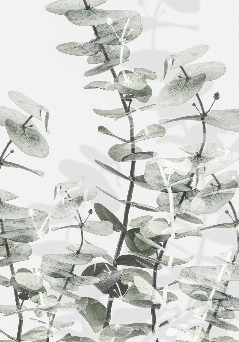 Eucalyptus nr. 3-poster