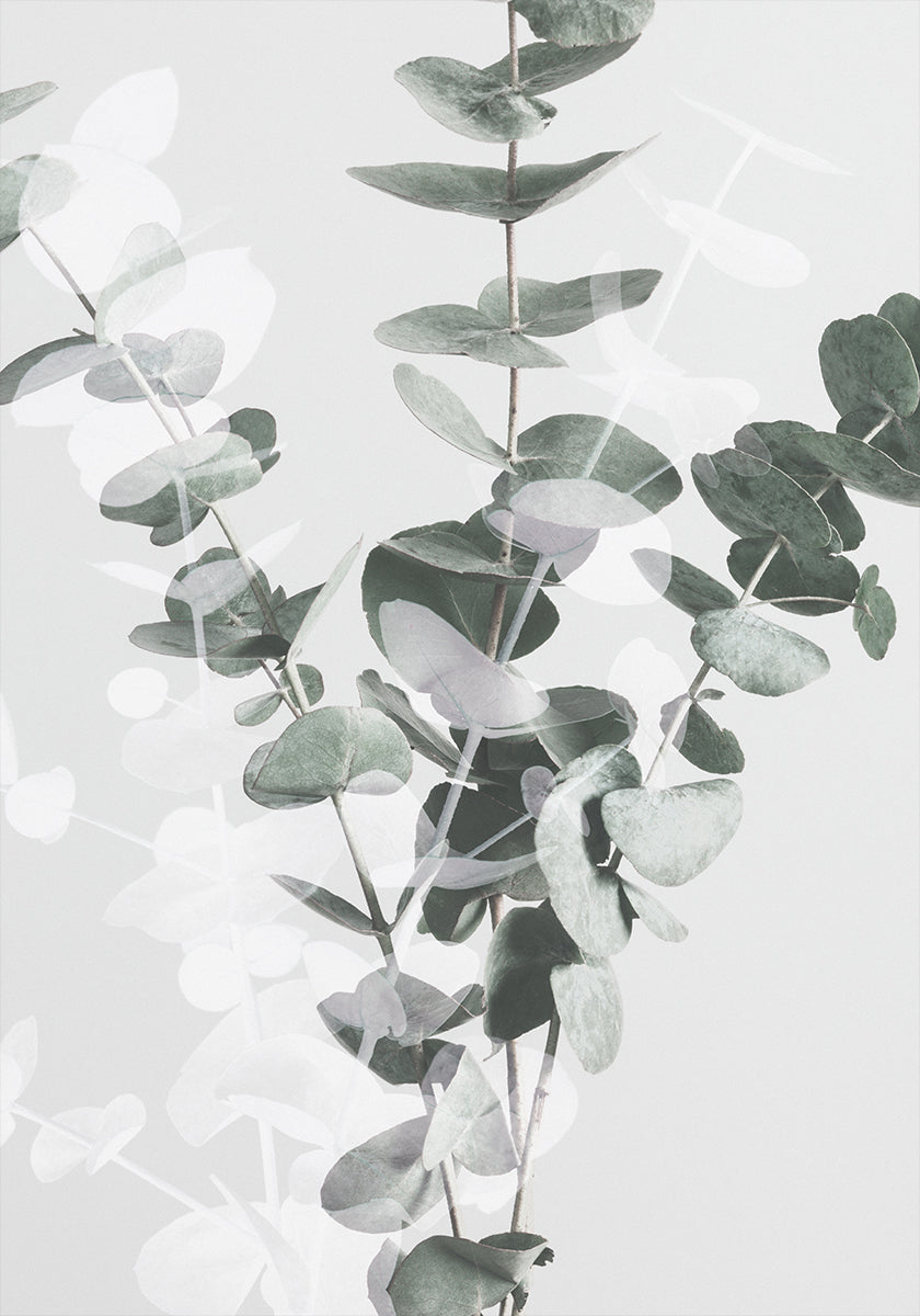 Eucalyptus nr. 3-poster
