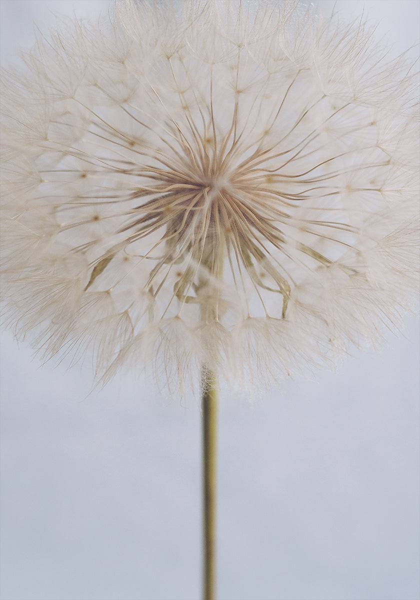 Fijne paardenbloem