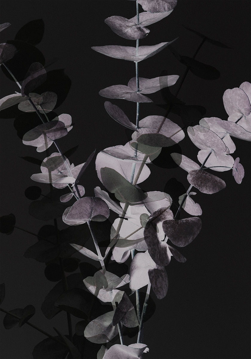 Eucalyptus_Negatief_001