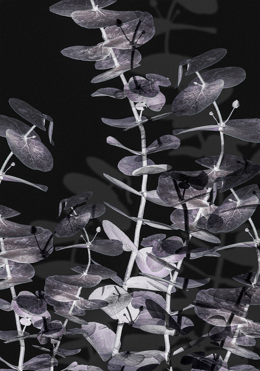 Eucalyptus negatief nr. 2 poster