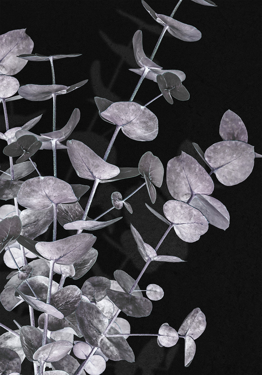 Eucalyptus negatief nr. 3 poster