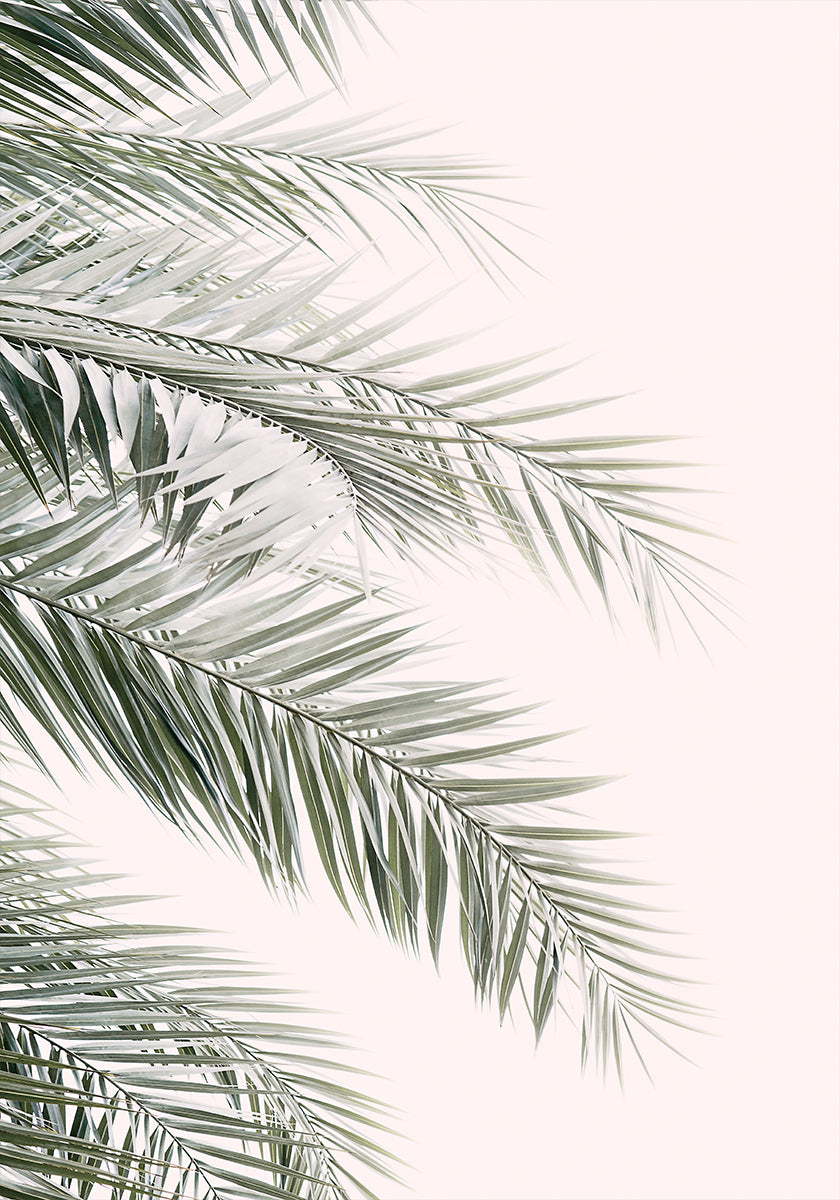 Blush palmbladeren (NIEUW)