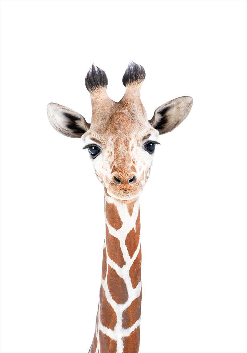 Babygirafaffiche