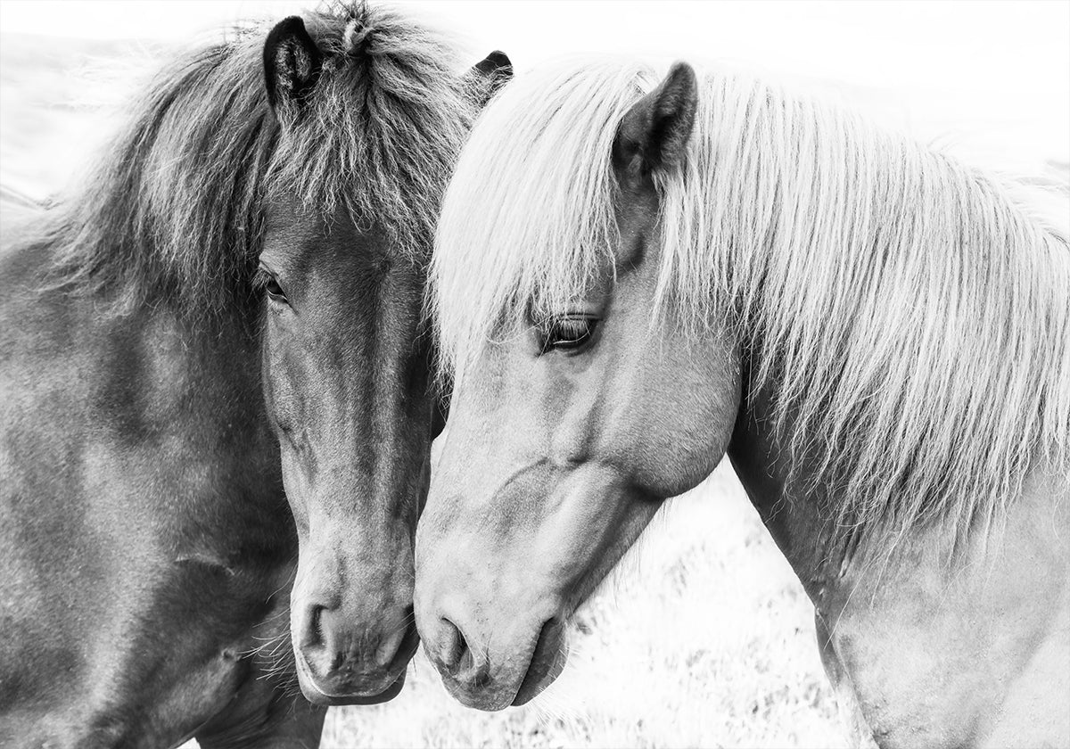Paard liefde poster