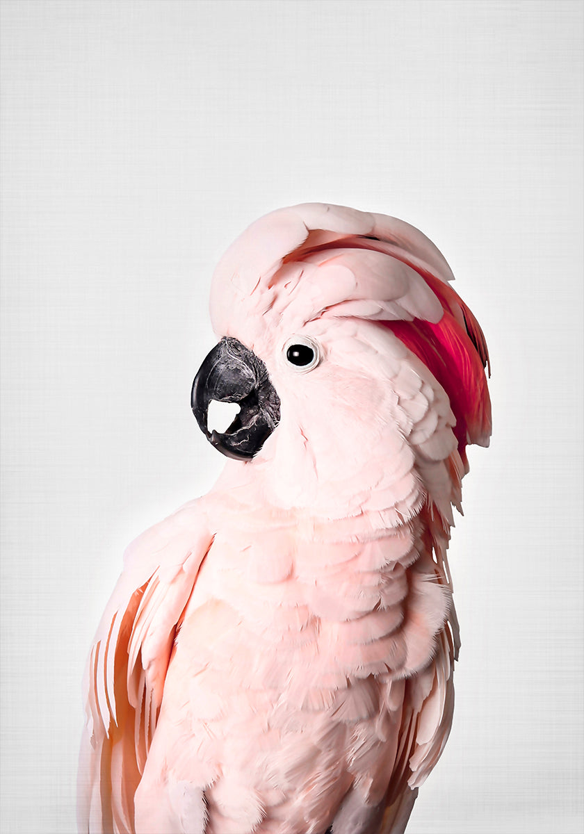 Roze Kaketoe
