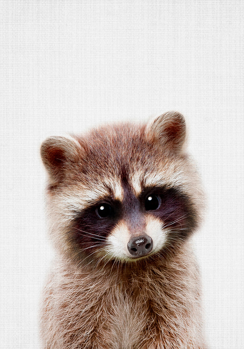 Kiekeboe wasbeer poster