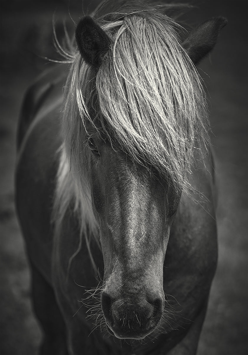 Alpine Surf Dude-poster