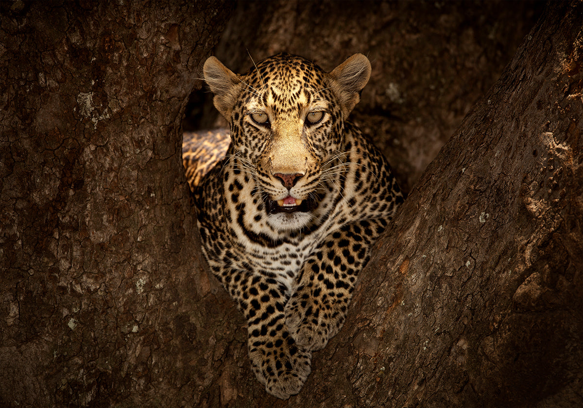 Luipaard rustend op een boom in Masai Mara