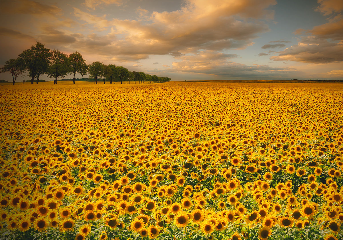 Zonnebloemen