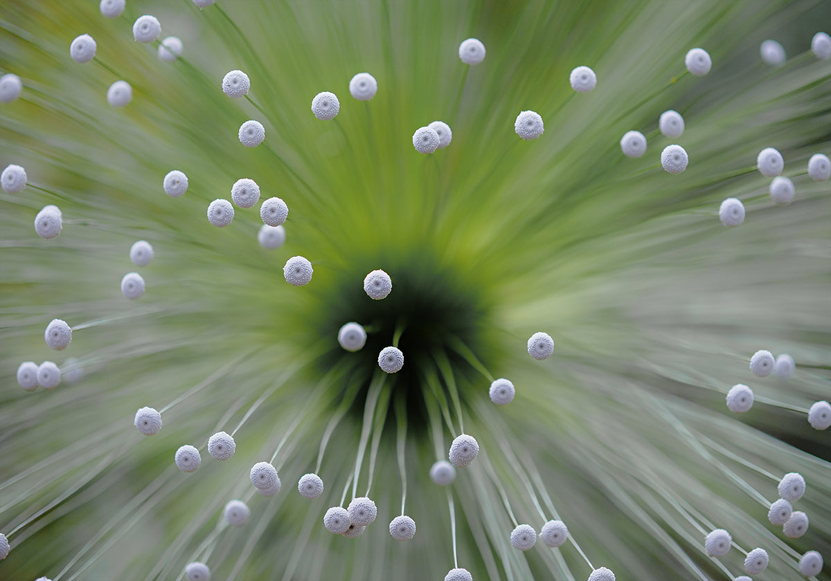 Groen en Wit II