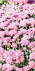 Pink Mums Plakat - Posterbox.no