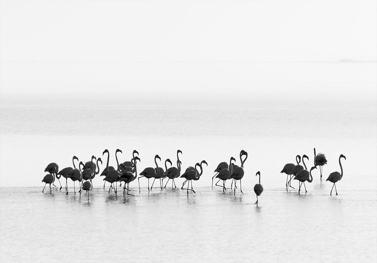 Flamingo's