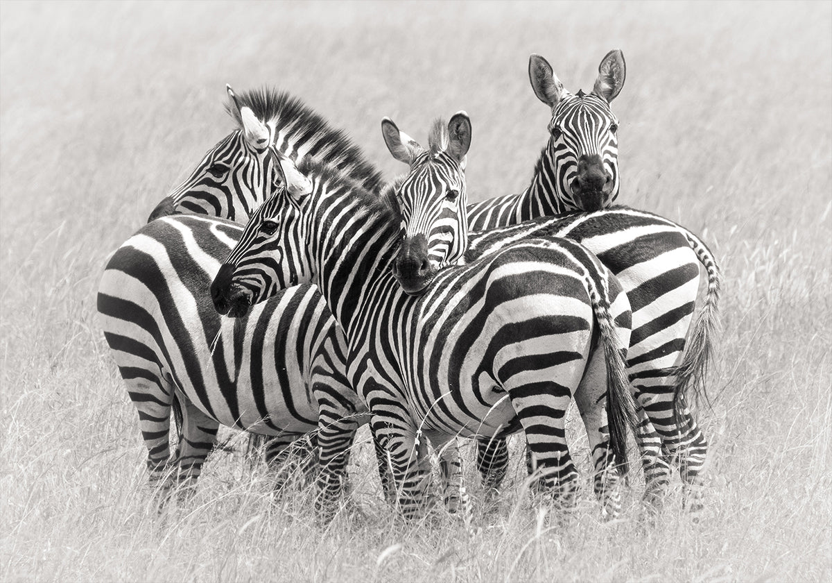 Zebra's