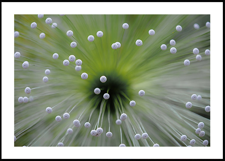 Groen en Wit II