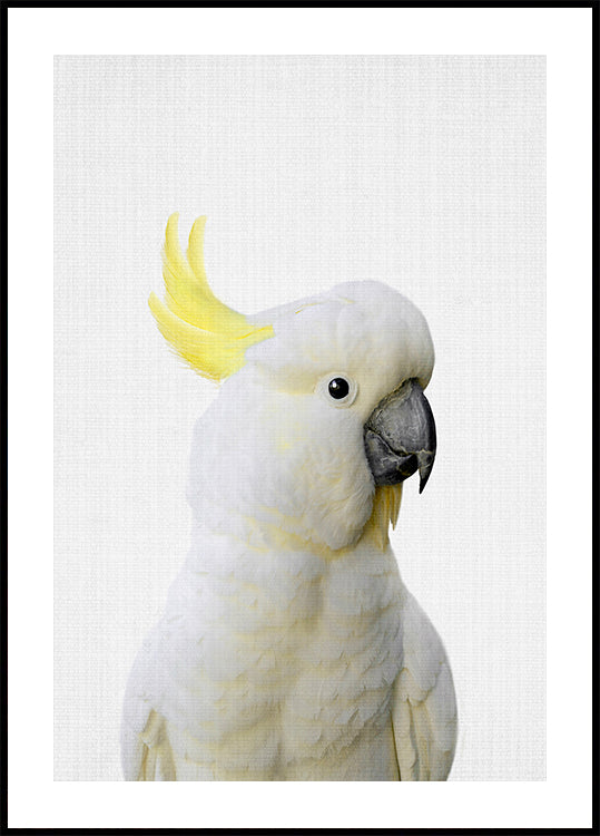 Kiekeboe kaketoe-poster