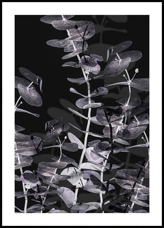 Eucalyptus negatief nr. 2 poster
