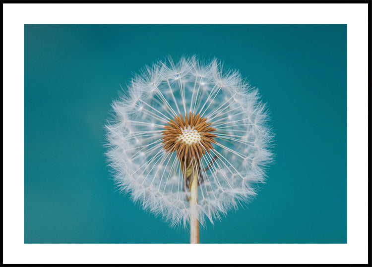 Paardebloemen