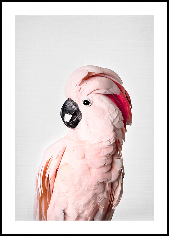 Roze Kaketoe