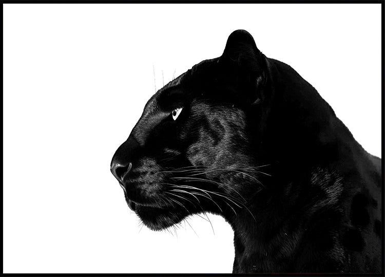 Zwarte Panter profielposter