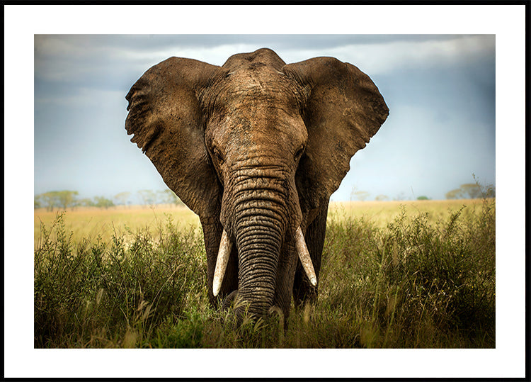 Ontmoetingen in de Serengeti