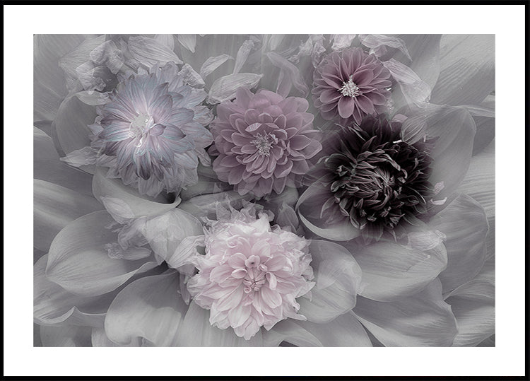 Dahlia droomposter