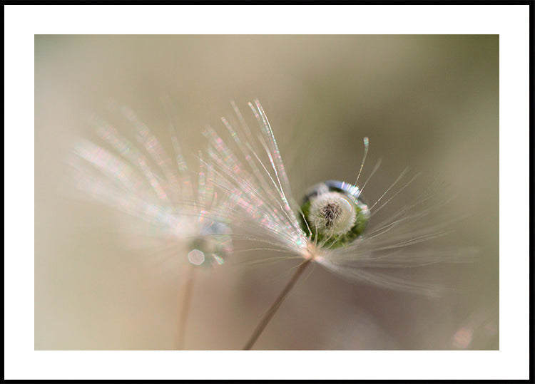 Ster van paardenbloem