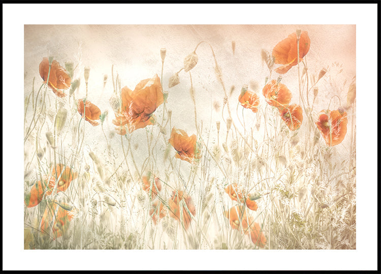 Papavers in het veld