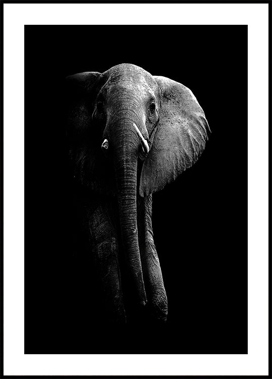 Olifant!
