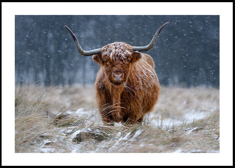 Besneeuwde Highland-koe