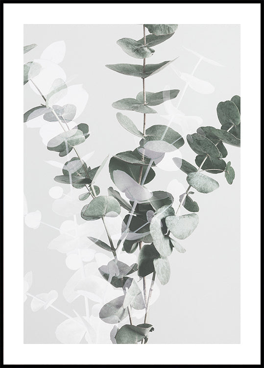 Eucalyptus nr. 3-poster