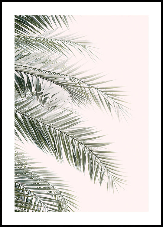 Blush palmbladeren (NIEUW)