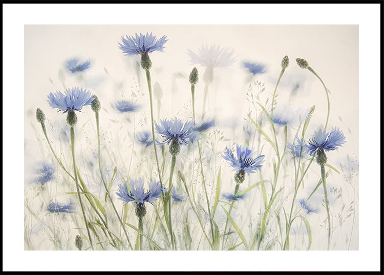 Korenbloemen-poster