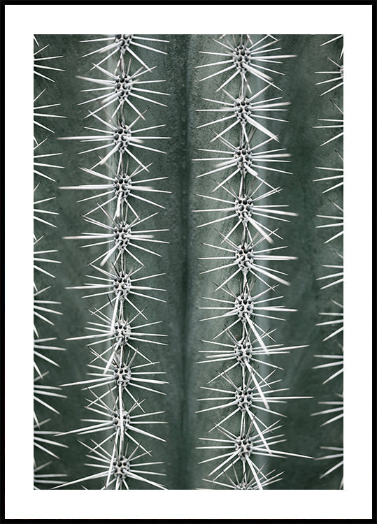 Cactus groene poster