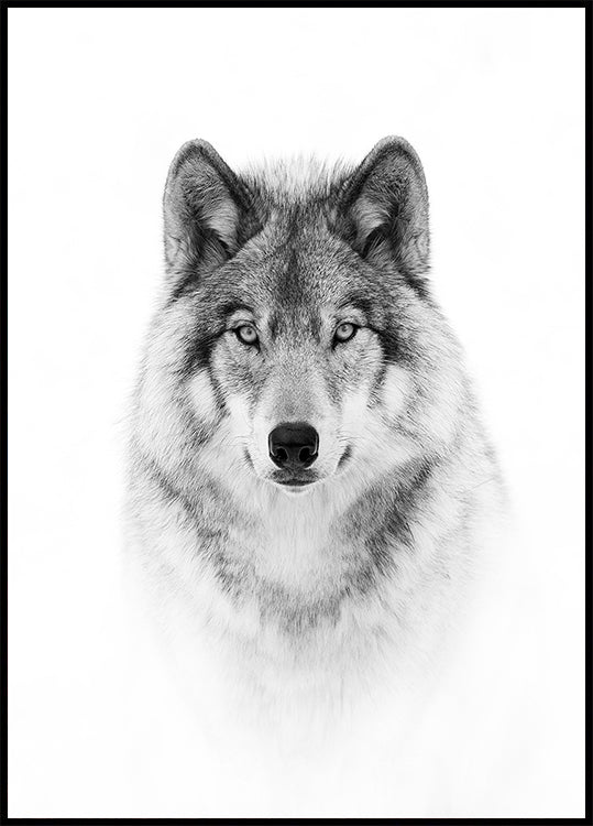 Portret van een poster van een houtwolf