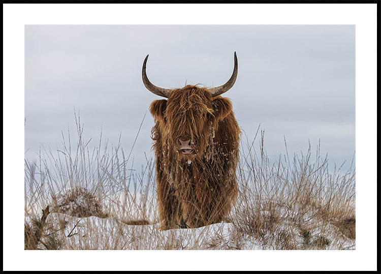 Hooglander in sneeuwposter