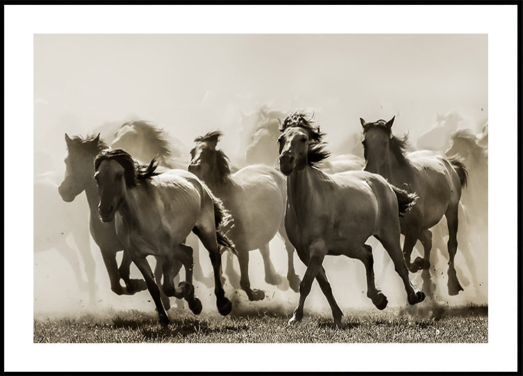 Paard