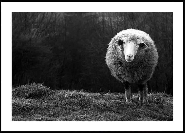 Benieuwd schapen
