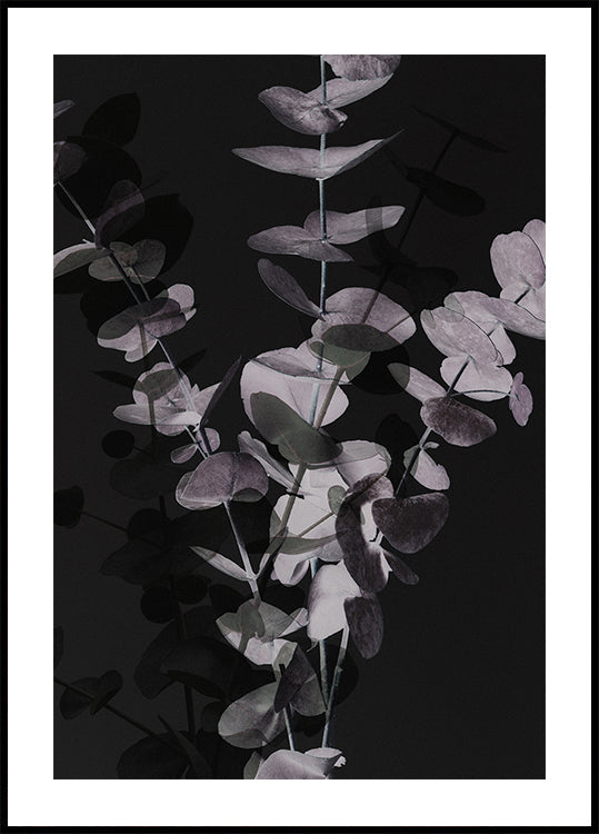 Eucalyptus_Negatief_001