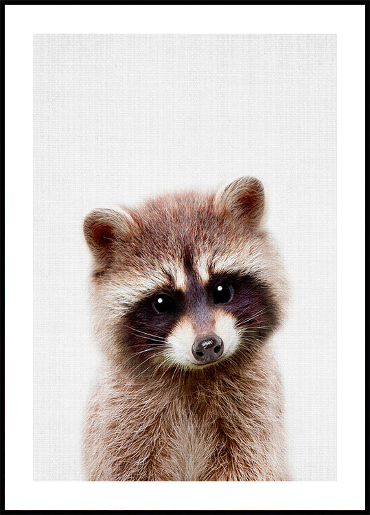 Kiekeboe wasbeer poster